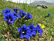 74 Bouquet di genziane di Clusius (Gentiana clusii)